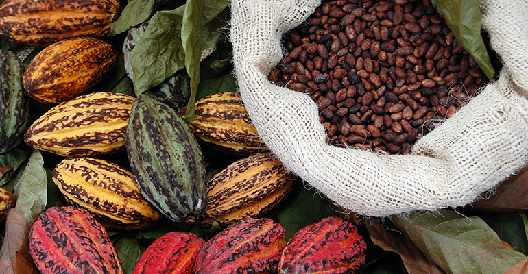 Cocoa prices likely to increase significantly in 2024
